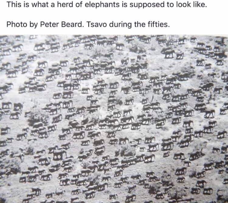Elefants.jpg